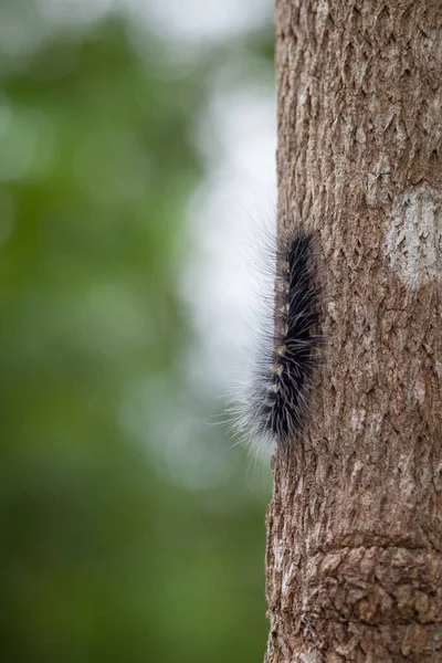 Woolly Bear Caterpillar Nature — стоковое фото