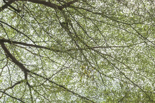 Duże Drzewo Gałęziami Zaciemniło Światło Słoneczne — Zdjęcie stockowe