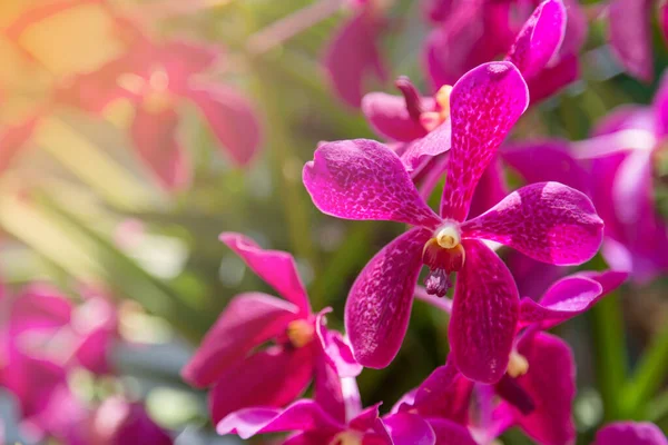 Purple Orchids Flower Nature Background — Stock Photo, Image