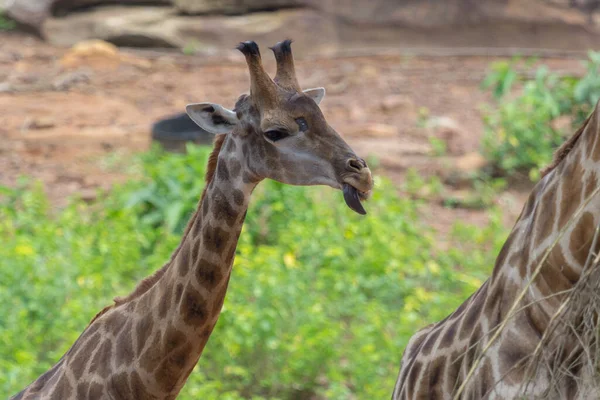 Lingua Volto Della Giraffa Masai Picchi Intorno Cespuglio — Foto Stock