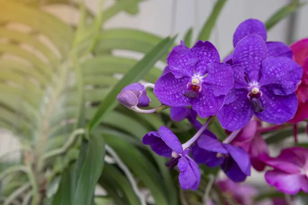 Orchidee Viola Fiore Natura Sfondo — Foto Stock