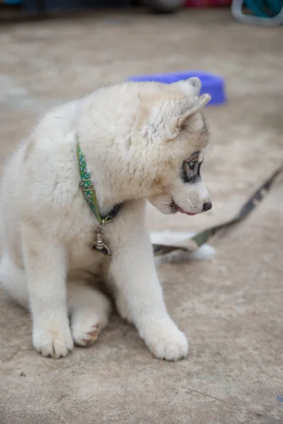 Biały Syberyjski Szczeniak Husky Szuka Pożywienia — Zdjęcie stockowe