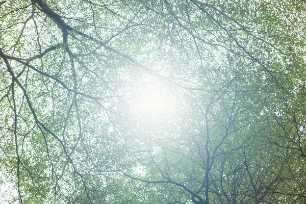 Ein Großer Baum Mit Ästen Beschattete Das Sonnenlicht — Stockfoto