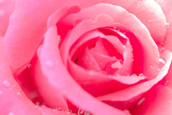 Fresh Rose Water Drops White Background — Stock Photo, Image