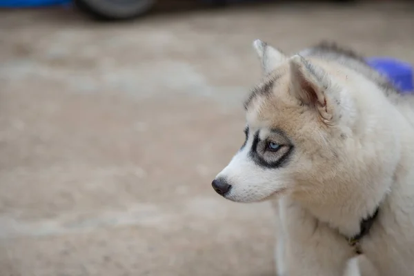 Λευκό Σιβηρίας Husky Κουτάβι Ψάχνει Για Τροφή — Φωτογραφία Αρχείου