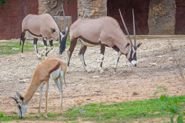 Gemsbok Antilop Oryx Gazella Hjort Sydafrika — Stockfoto