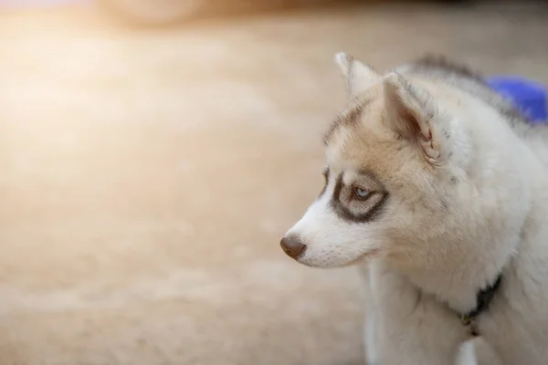 Cãozinho Husky Siberiano Branco Procura Comida — Fotografia de Stock