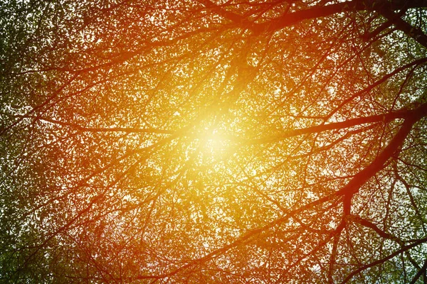 Ein Großer Baum Mit Ästen Beschattete Das Sonnenlicht — Stockfoto