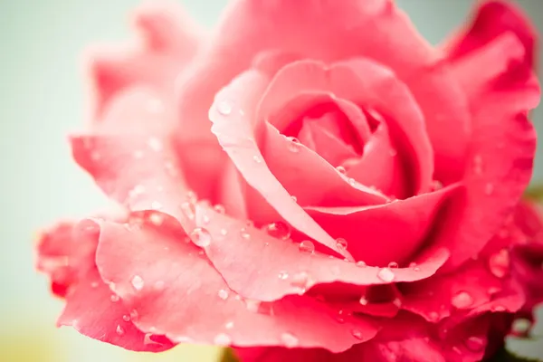 Fresh Rose Water Drops White Background — Stock Photo, Image