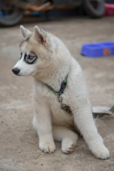 白シベリアハスキー子犬探しの食べ物 — ストック写真