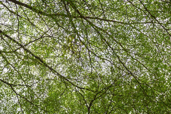 Gran Árbol Con Ramas Sombra Luz Del Sol — Foto de Stock