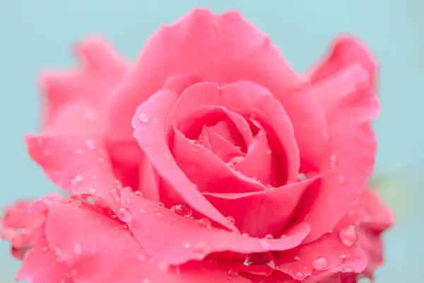 Verse Roos Met Waterdruppels Witte Achtergrond — Stockfoto