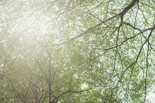 Gran Árbol Con Ramas Sombra Luz Del Sol — Foto de Stock