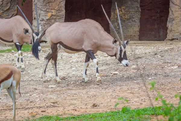 Gemsbok Antilop Oryx Gazella Hjort Sydafrika — Stockfoto