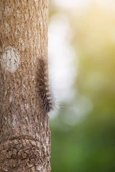 Woolly Bear Caterpillar Natur — Stockfoto