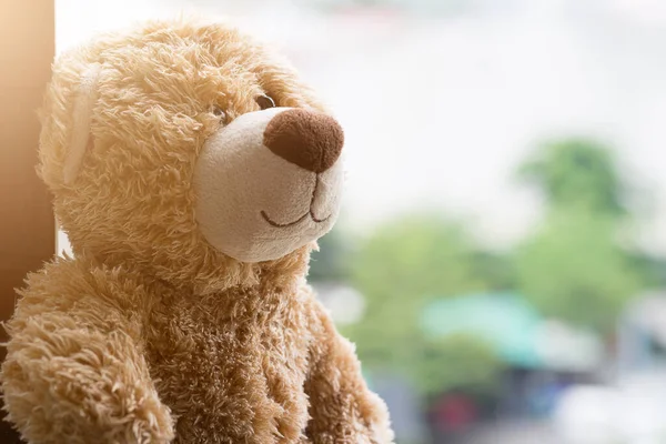 Osamělý Medvěd Okně Zeleným Pozadí Bokeh — Stock fotografie