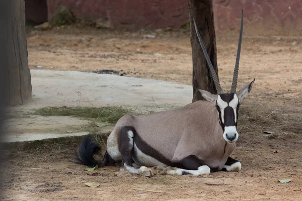 Gemsbok Antílope Oryx Gazella Ciervo Sudáfrica —  Fotos de Stock