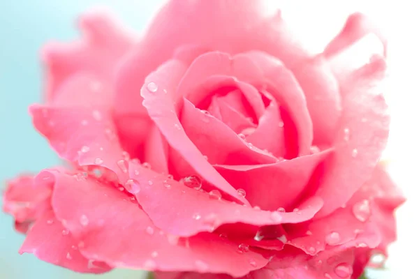 Čerstvá Růže Kapkami Vody Bílém Pozadí — Stock fotografie