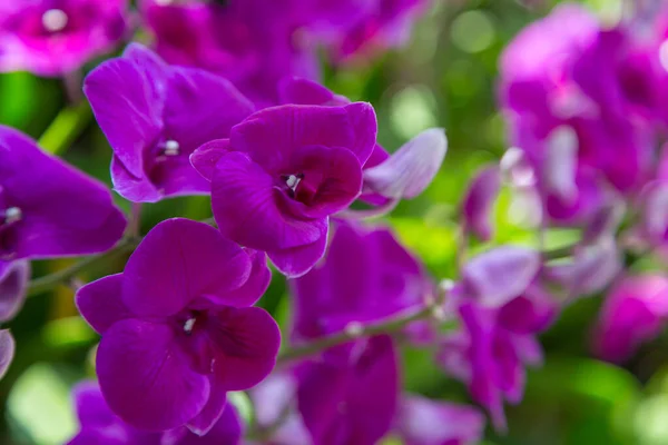 Purple Orchids Flower Nature Background — Stock Photo, Image