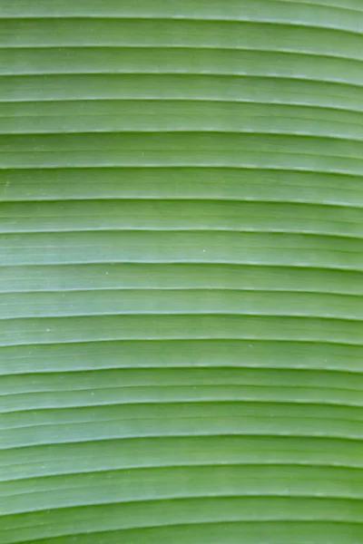 Zöld Banán Levél Textúra Háttér — Stock Fotó