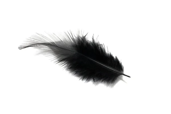 白色背景下孤立的黑色羽毛 — 图库照片