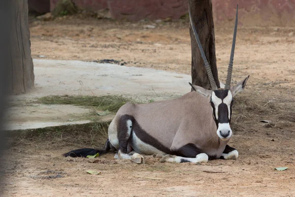 Gemsbok Antilopen Oryx Gazella Herten Zuid Afrika — Stockfoto