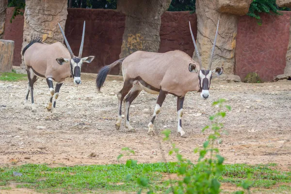 Gemsbok Antílope Oryx Gazella Ciervo Sudáfrica —  Fotos de Stock