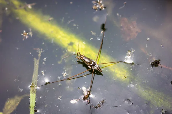 池の上の水のストライダー — ストック写真