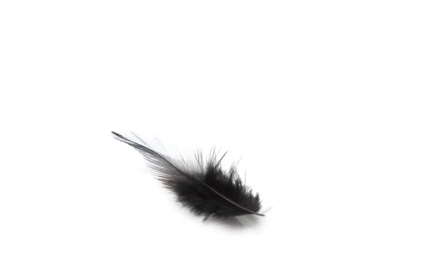 白色背景下孤立的黑色羽毛 — 图库照片