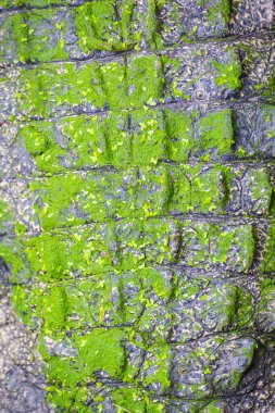 Su zeminli timsah dokusu