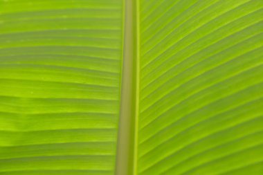 yeşil muz yaprağı dokusu arkaplanı