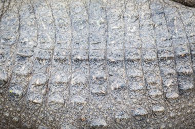 Su zeminli timsah dokusu