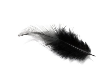 Beyaz arkaplanda siyah tüy izole edildi