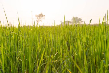Yeşil buğday tarlası ve sabah ışığı arka planı