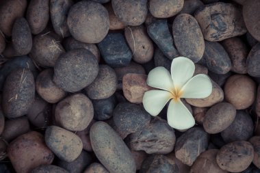 Beyaz sarı çiçek tesisatı ya da kaplıca için koyu çakıl taşı üzerindeki frangipani.