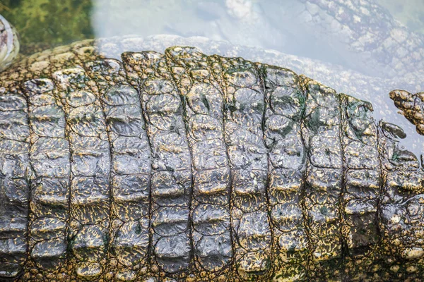Texture Crocodile Peau Avec Fond Eau — Photo