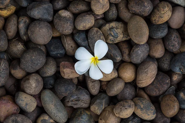 Plumeria Flor Amarela Branca Frangipani Pedra Seixo Escuro Para Fundo — Fotografia de Stock