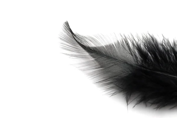 Черное Перо Изолировано Белом Фоне — стоковое фото