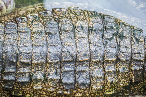 Pele Textura Crocodilo Com Fundo Água — Fotografia de Stock