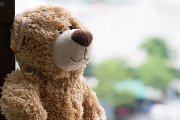 Osamělý Medvěd Okně Zeleným Pozadí Bokeh — Stock fotografie