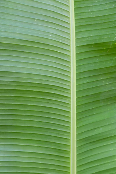 Zelené Banánové Listy Textury Pozadí — Stock fotografie
