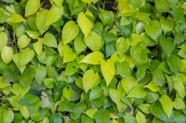 yaprak yeşil duvar arka plan