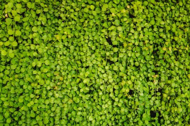 yaprak yeşil duvar arka plan