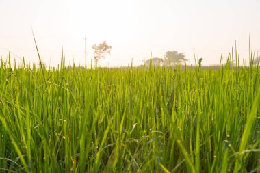 Yeşil buğday tarlası ve sabah ışığı arka planı