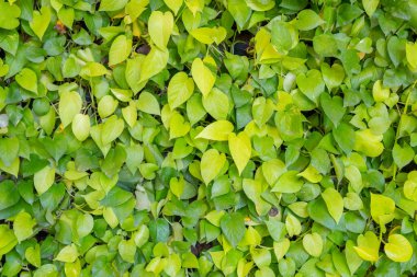 yaprak yeşil duvar arka plan