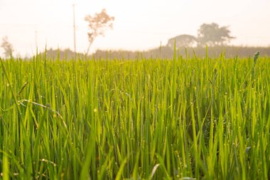 Yeşil buğday tarlası ve sabah ışığı arka planı