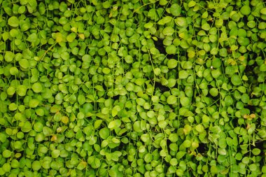 yaprak yeşil duvar arka plan