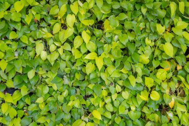 yaprak yeşil duvar arka plan