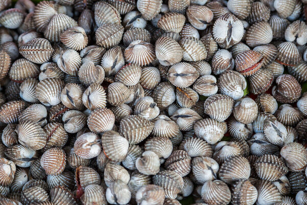 Nature fresh cockles use for food background