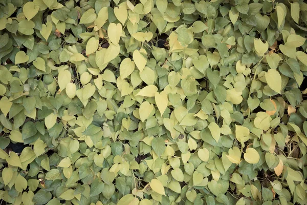 Liść Zielony Ściana Tło — Zdjęcie stockowe